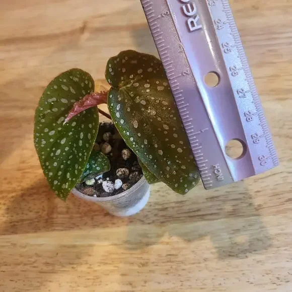 Begonia 'Maculata' polka dot begonia Small Plant - Picture 4 of 10